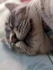 くれあ