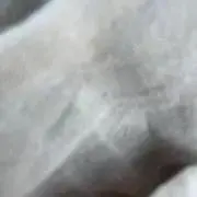 torapaの画像