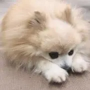 Maru