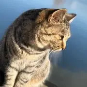 keeeeta