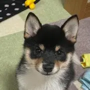 サクラの画像