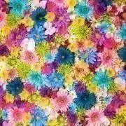 pinoの画像