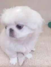 りんりん（固ツイ必読！の画像