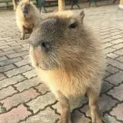 ともの画像