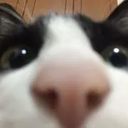 らん(6/2-4発送不可)の画像