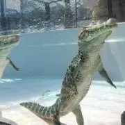 MYFNiiの画像