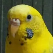 ぴいもも