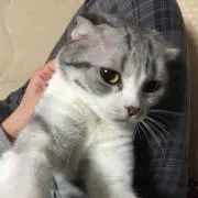 ニャンクスの画像