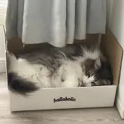 ニックの画像