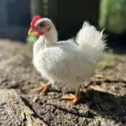 やまっぴの画像