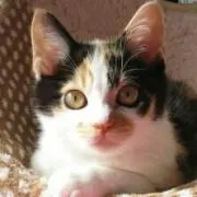 テンテン