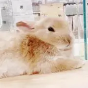 赤の画像