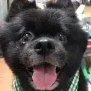 popojpn2000の画像