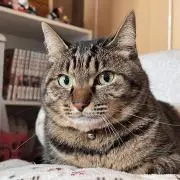 STの画像