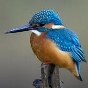 blue bird