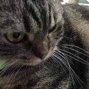 MOMOMOMO
