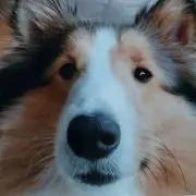 あむあむあんこの画像