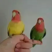 きょん