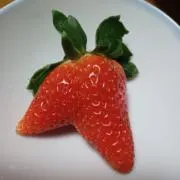 ハナハナの画像