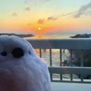 ぐっぴの画像