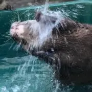 鯖江の画像