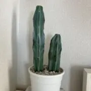 サボテンの画像