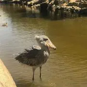 はなの画像