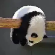 HIDORAの画像