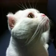 いっちゃんの画像