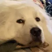 ぶらんの画像