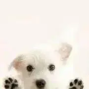 さくら☆の画像