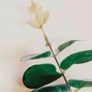 *sanoha*の画像