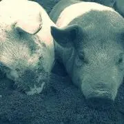 なぇ