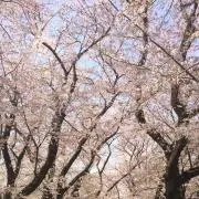 さくらこの画像