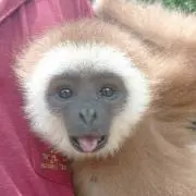 Image of ハマムラ