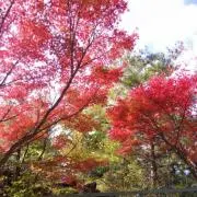 atumoriの画像