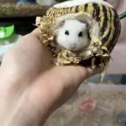 モカ