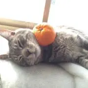 みかん