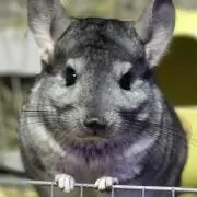 ゆったの画像