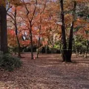 forestの画像