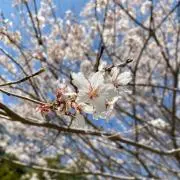 pinn⭐︎の画像