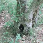 メソポタミアの画像