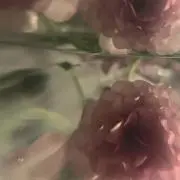 寝の画像