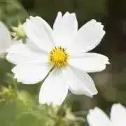 斉藤(プロフ一読ください)の画像