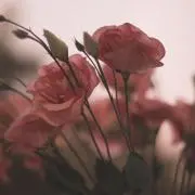 Meの画像