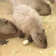 あおの画像
