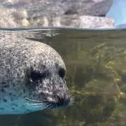 まじゅまじゅの画像