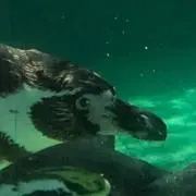 たま
