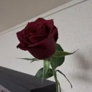 アウリア