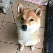 Miico☆の画像